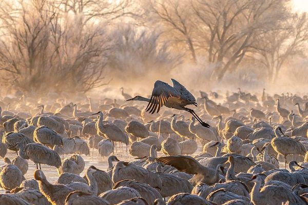 Jaynes Gallery 아티스트의 USA-New Mexico-Bernardo Wildlife Management Area-Sandhill crane taking flight on foggy sunrise작품입니다.